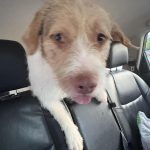 Adoptable (Official) Georgia Dogs for April 7, 2026