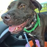 Adoptable (Official) Georgia Dogs for April 8, 2026