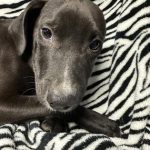 Adoptable (Official) Georgia Dogs for April 10, 2026