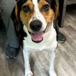 Adoptable (Official) Georgia Dogs for April 13, 2026