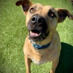 Adoptable (Official) Georgia Dogs for April 14, 2026