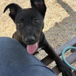 Adoptable (Official) Georgia Dogs for April 15, 2026