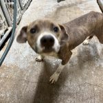 Adoptable (Official) Georgia Dogs for April 17, 2026