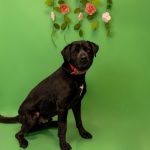 Adoptable (Official) Georgia Dogs for April 20, 2026