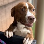 Adoptable (Official) Georgia Dogs for April 21, 2026