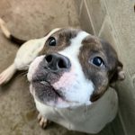 Adoptable (Official) Georgia Dogs for April 22, 2026
