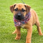 Adoptable (Official) Georgia Dogs for April 24, 2026