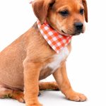 Adoptable (Official) Georgia Dogs for April 27, 2026