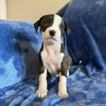 Adoptable (Official) Georgia Dogs for April 28, 2026