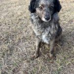 Adoptable (Official) Georgia Dogs for May 1, 2026