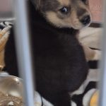 Adoptable (Official) Georgia Dogs for May 4, 2026