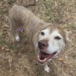 Adoptable (Official) Georgia Dogs for May 5, 2026