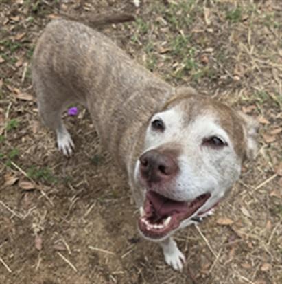 Adoptable (Official) Georgia Dogs for May 5, 2026