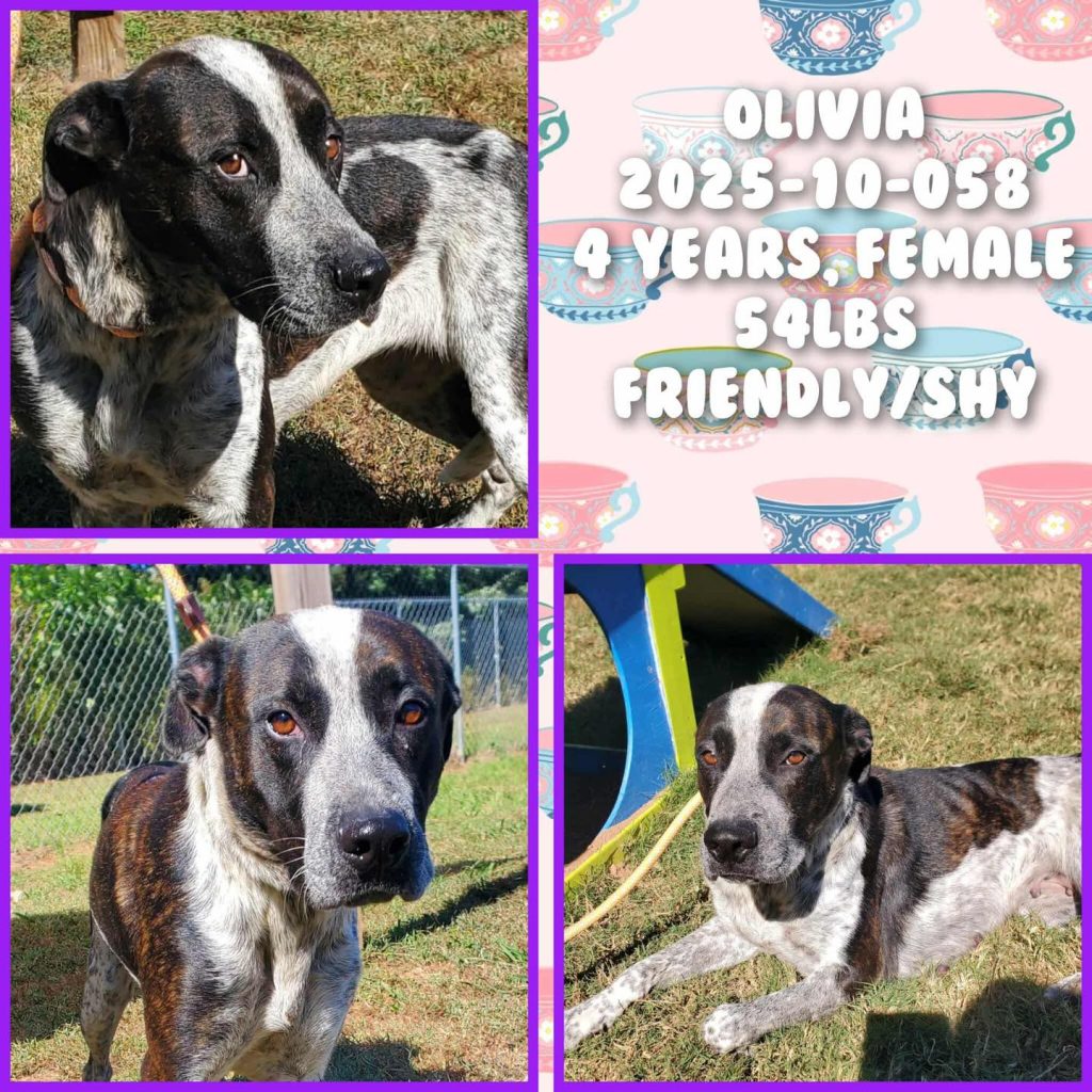 Adoptable (Official) Georgia Dogs for May 6, 2026