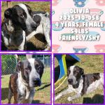 Adoptable (Official) Georgia Dogs for May 6, 2026