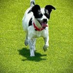 Adoptable (Official) Georgia Dogs for May 8, 2026