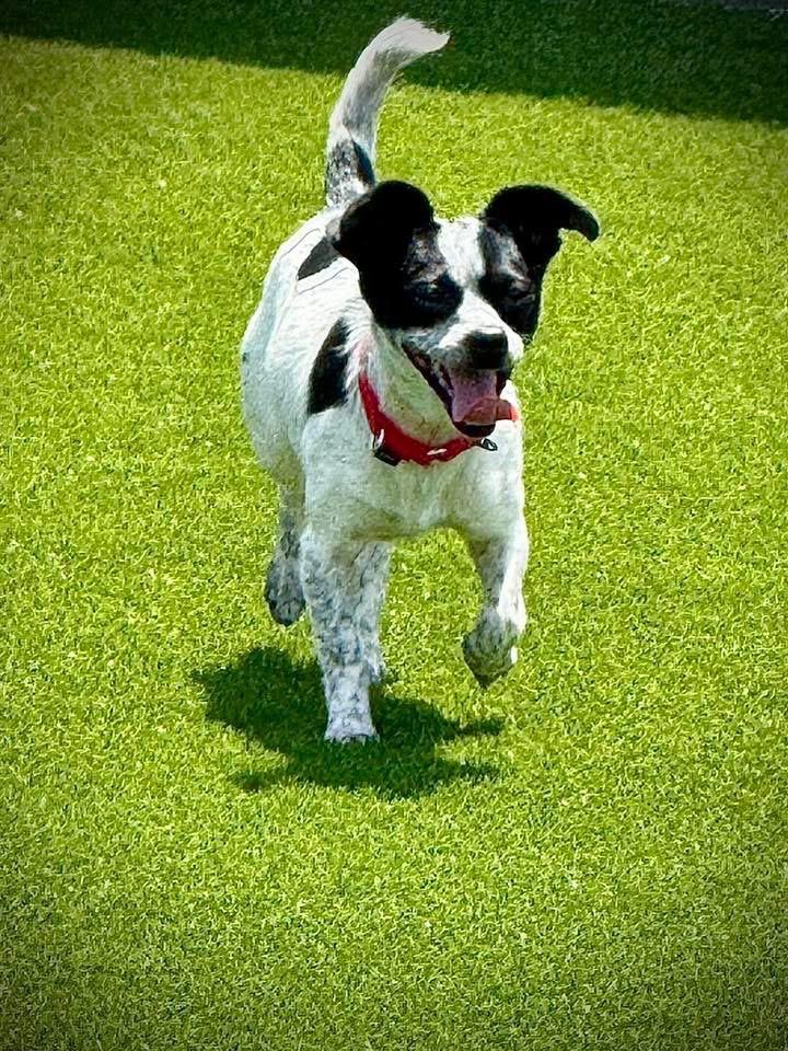 Adoptable (Official) Georgia Dogs for May 8, 2026