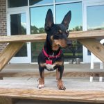 Adoptable (Official) Georgia Dogs for May 11, 2026