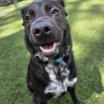 Adoptable (Official) Georgia Dogs for May 12, 2026
