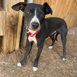 Adoptable (Official) Georgia Dogs for May 13, 2026
