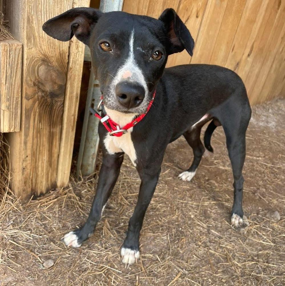 Adoptable (Official) Georgia Dogs for May 13, 2026