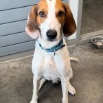 Adoptable (Official) Georgia Dogs for May 18, 2026