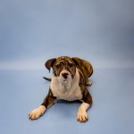 Adoptable (Official) Georgia Dogs for May 19, 2026