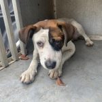 Adoptable (Official) Georgia Dogs for May 20, 2026