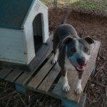 Adoptable (Official) Georgia Dogs for May 22, 2026
