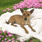 Adoptable (Official) Georgia Dogs for May 27, 2026