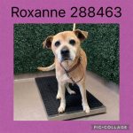 Adoptable (Official) Georgia Dogs for June 1, 2026