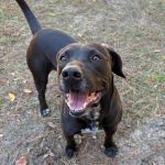 Adoptable (Official) Georgia Dogs for June 2, 2026