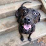 Adoptable (Official) Georgia Dogs for June 3, 2026