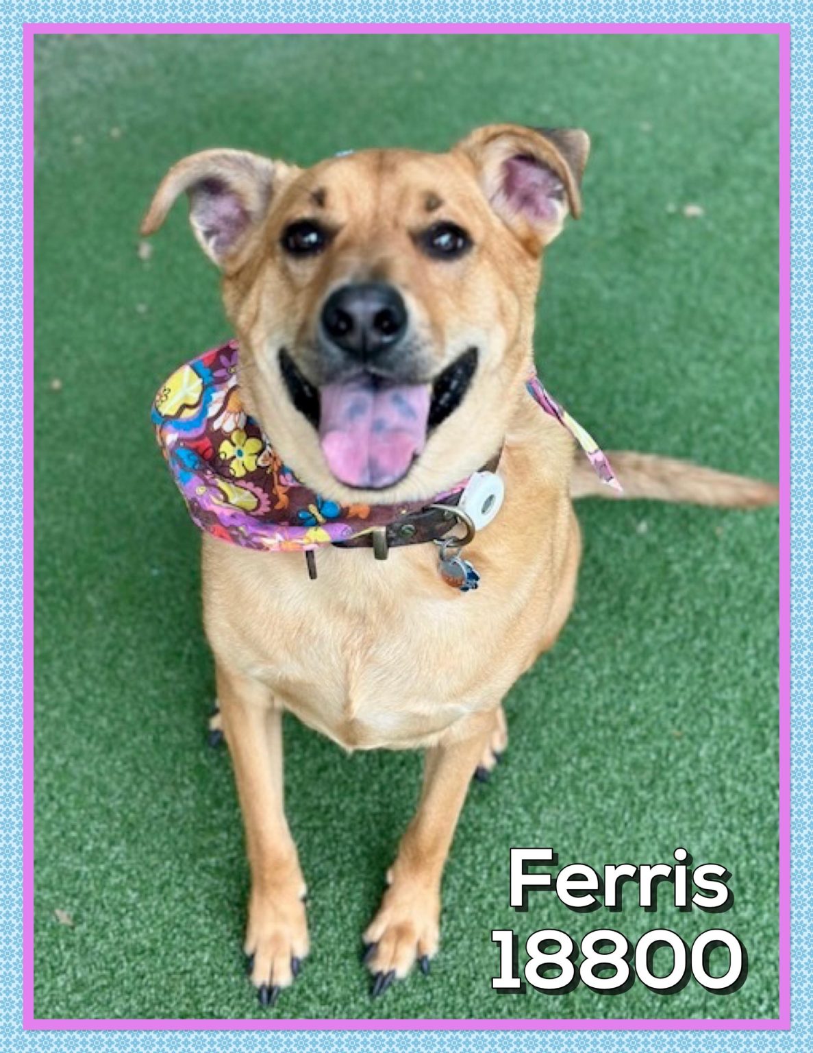 Adoptable (Official) Georgia Dogs for June 5, 2026