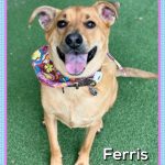 Adoptable (Official) Georgia Dogs for June 5, 2026
