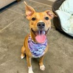Adoptable (Official) Georgia Dogs for June 8, 2026
