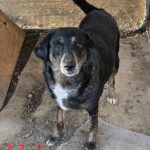 Adoptable (Official) Georgia Dogs for June 9, 2026