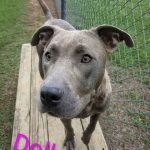 Adoptable (Official) Georgia Dogs for June 10, 2026