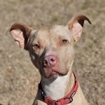 Adoptable (Official) Georgia Dogs for June 12, 2026