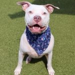 Adoptable (Official) Georgia Dogs for June 15, 2026