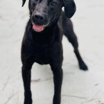 Adoptable (Official) Georgia Dogs for June 16, 2026