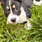 Adoptable (Official) Georgia Dogs for June 17, 2026