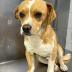 Adoptable (Official) Georgia Dogs for June 19, 2026