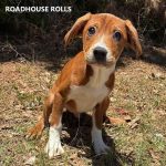 Adoptable (Official) Georgia Dogs for June 22, 2026