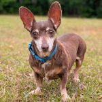 Adoptable (Official) Georgia Dogs for June 23, 2026