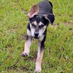 Adoptable (Official) Georgia Dogs for June 24, 2026