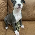Adoptable (Official) Georgia Dogs for June 26, 2026