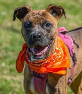 Adoptable (Official) Georgia Dogs for June 26, 2026