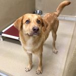 Adoptable (Official) Georgia Dogs for June 29, 2026