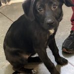 Adoptable (Official) Georgia Dogs for June 30, 2026